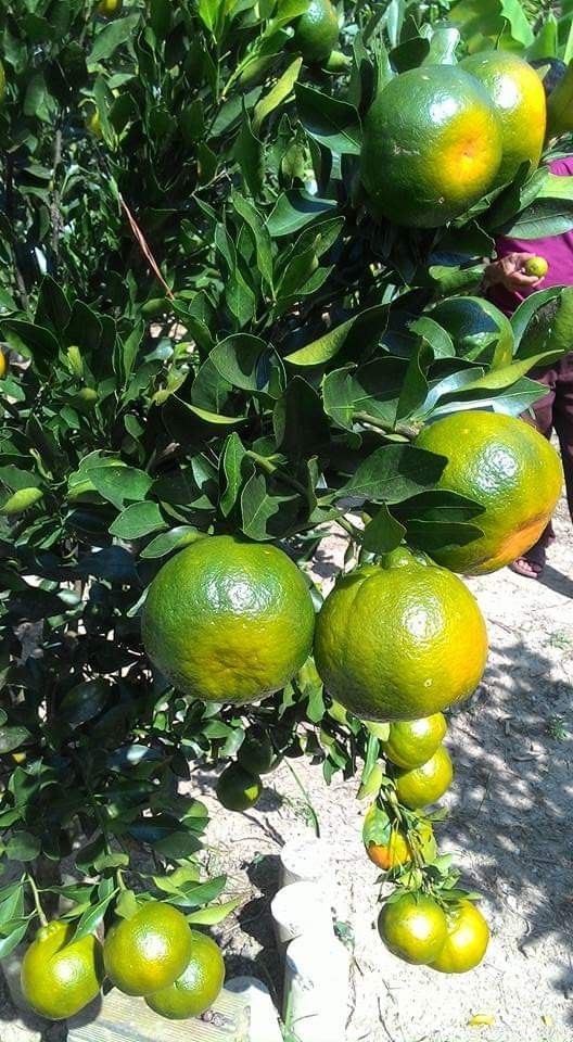 Calamansi