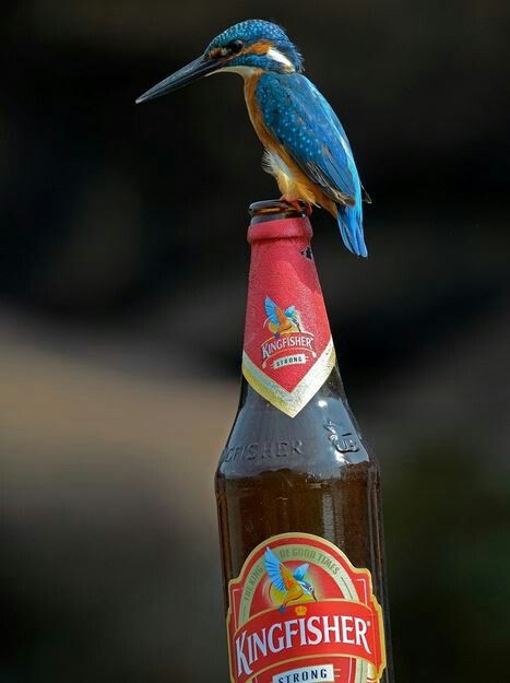 Beer Brands