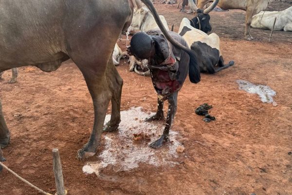 Cow Pee Shower