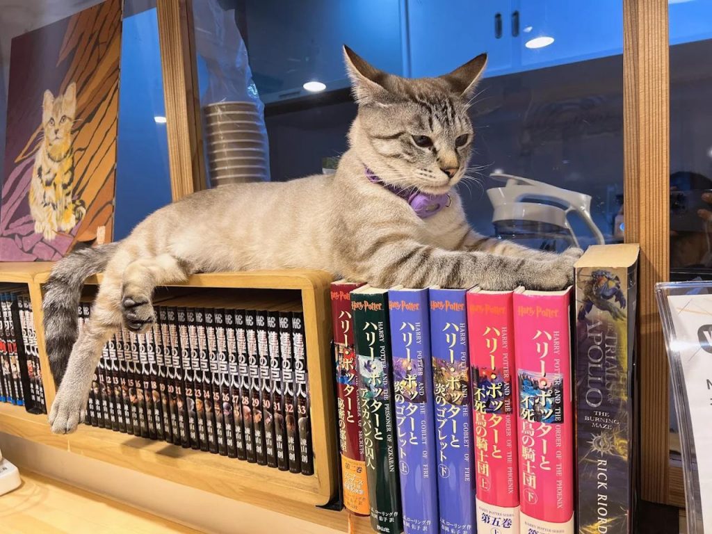 Catwork Cafe