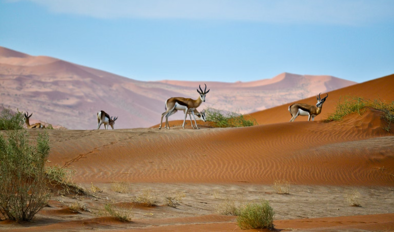 Desert