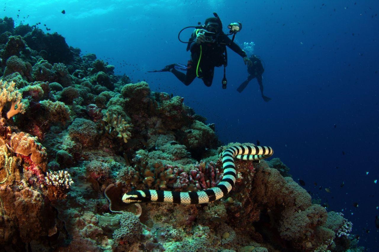 Scuba Diving