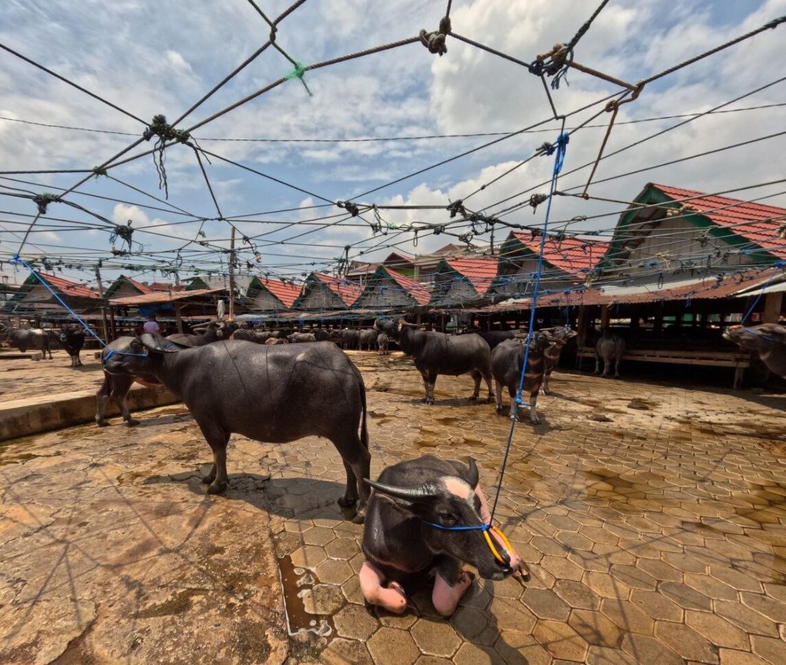Bolu Buffalo Market